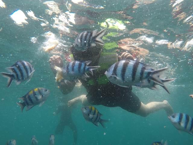 Ragam Biota Laut di Pantai Bunder