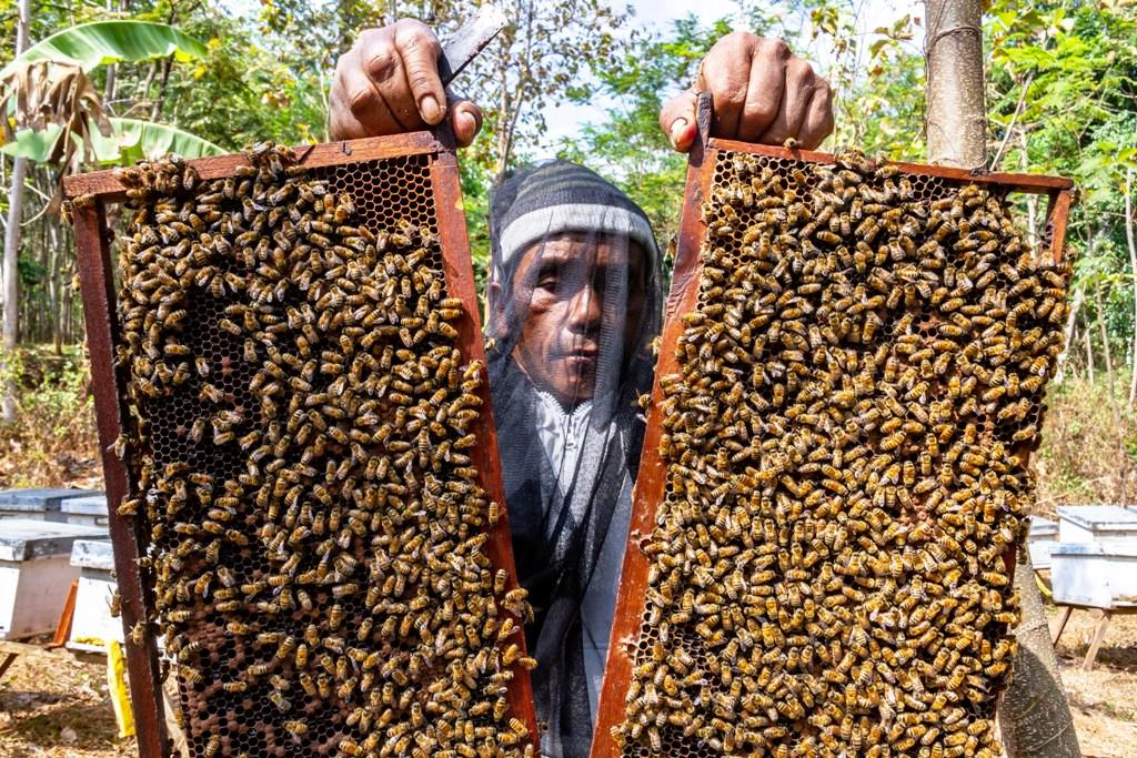 Produksi Lebah Madu