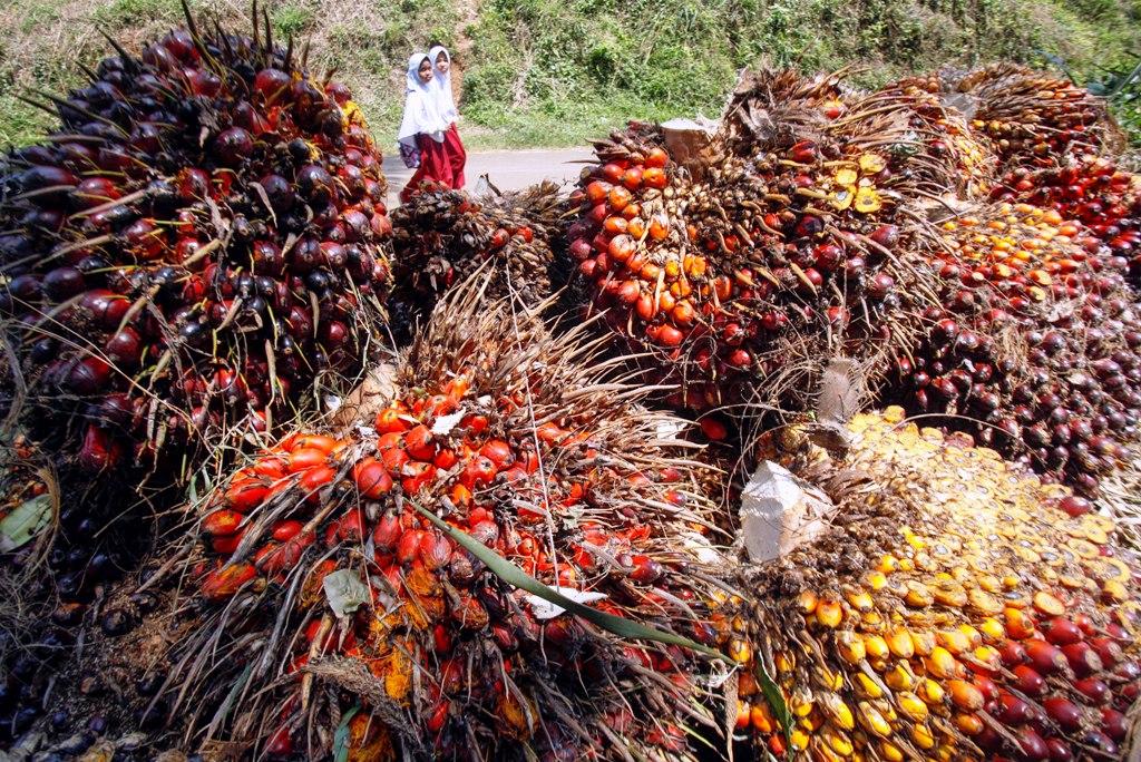 Industri Kelapa Sawit Jadi Andalan Ekonomi Nasional