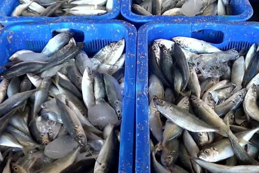 Pengurusan SKP Ikan Dipermudah