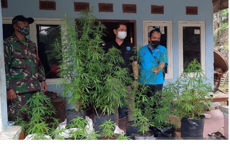 BNN Telusuri Keberadaan Kebun Tanaman Ganja di Tasikmalaya