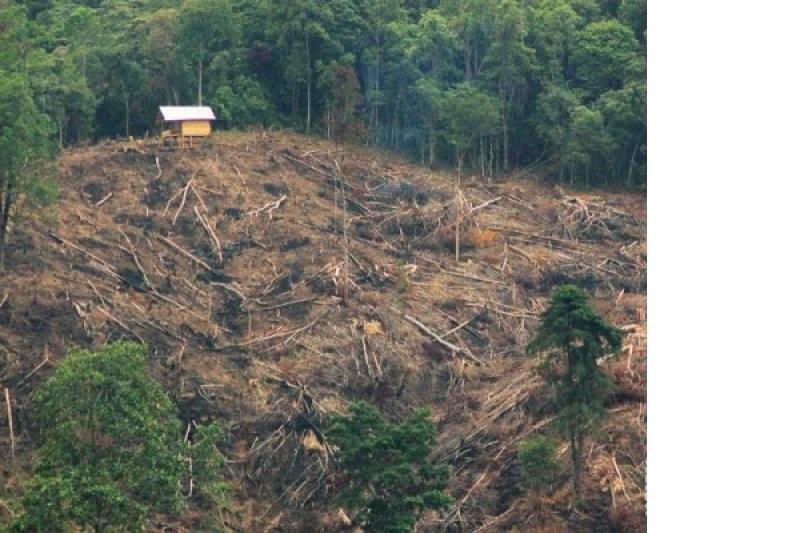 Pengadilan telah putus lima perkara perusakan hutan Kapuas Hulu