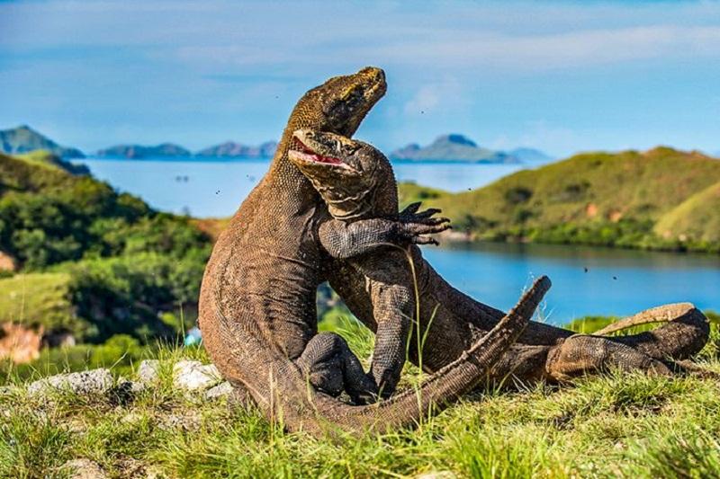 Resort Loh Buaya di Pulau Rinca Ditutup Sementara