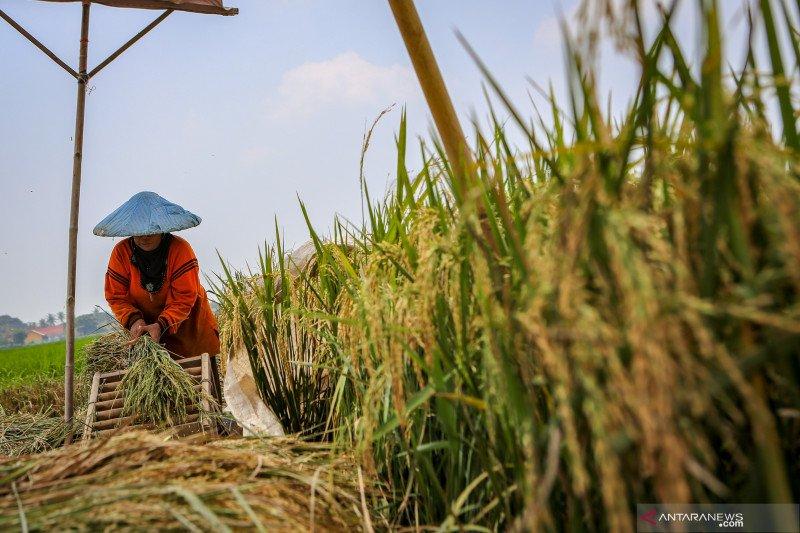 Kurangi Risiko Gagal Panen, Petani Perlu Manfaatkan Asuransi Pertanian