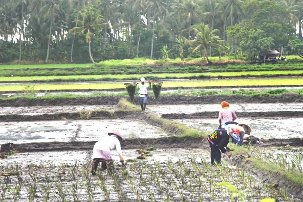 Indonesia Mampu Tingkatkan Indeks Ketahanan Pangan