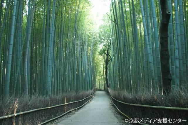 Menyusuri Lorong Bambu Petung Jepang