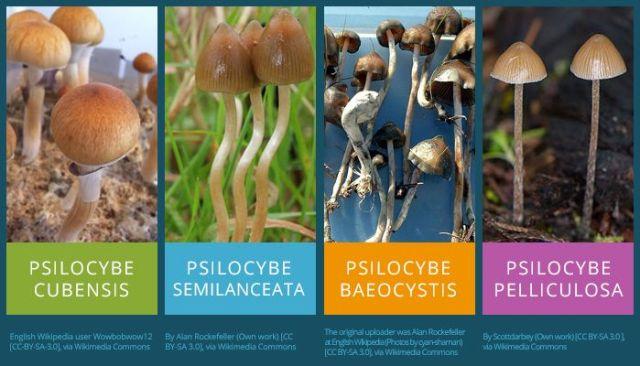 Pengobatan Depresi Menggunakan Magic Mushroom