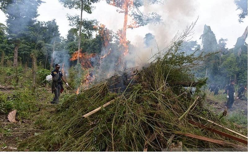 BNN Musnahkan 3,5 Hektare Ladang Ganja di Aceh Besar