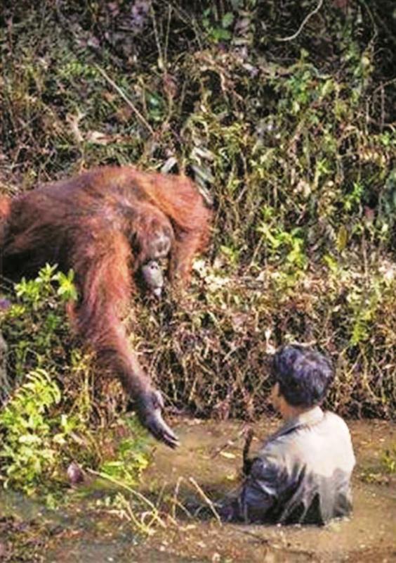 Momen Orang Utan Membantu Manusia yang Terjebak di Lumpur