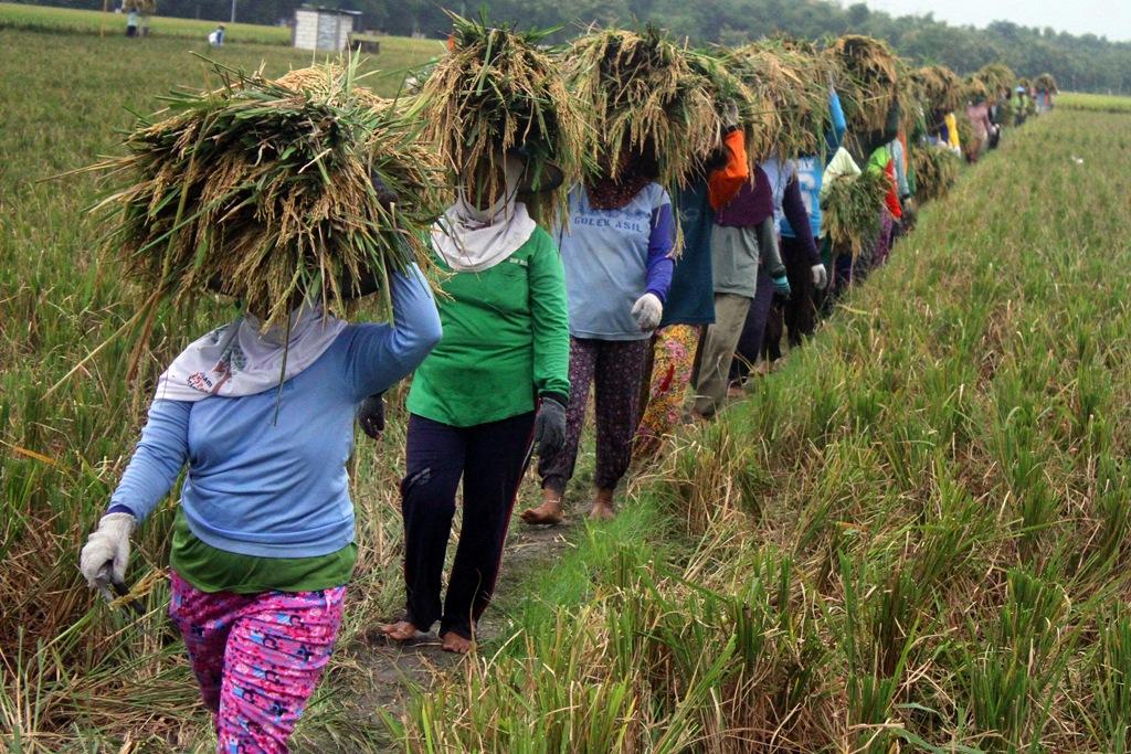 Produksi Beras Mesti Digenjot