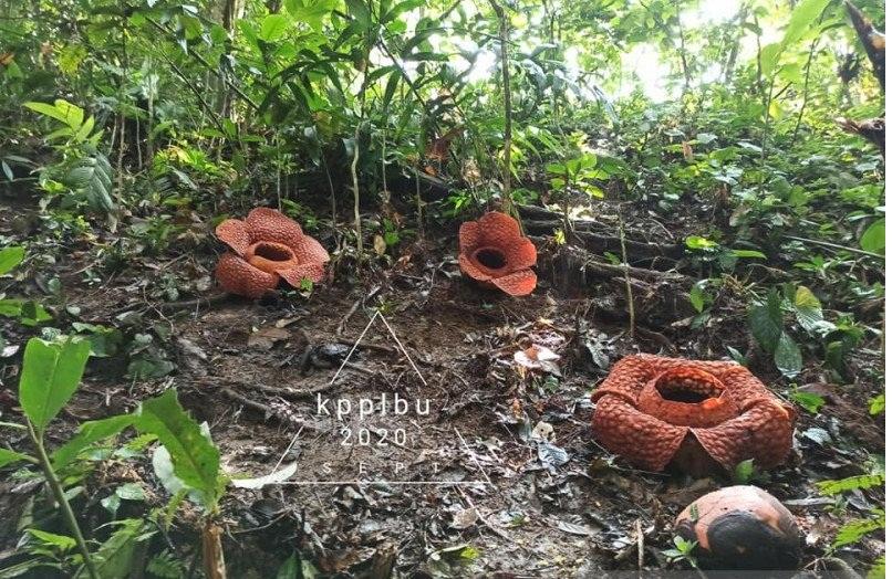 3 Bunga Rafflesia Mekar di Bengkulu Utara