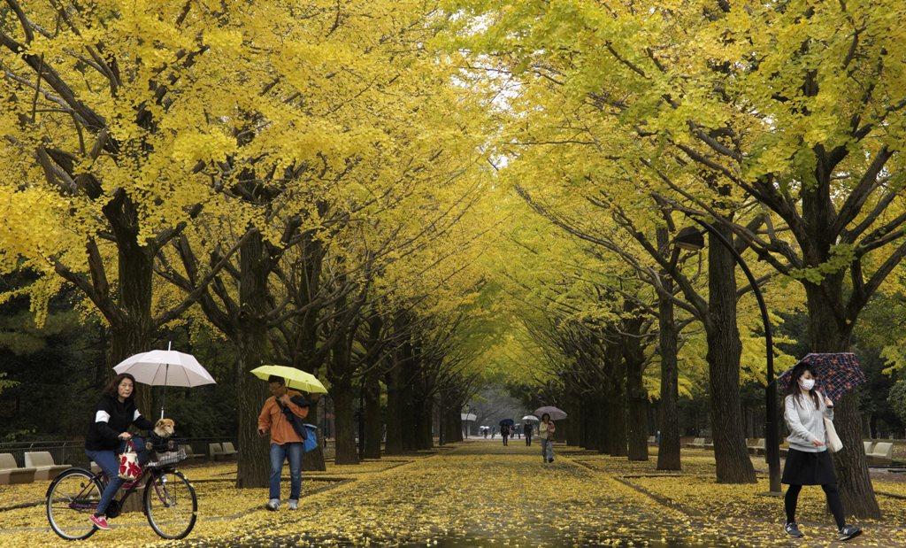 Pohon Ginkgo yang Dapat Bertahan Hidup Lebih dari 1.000 Tahun