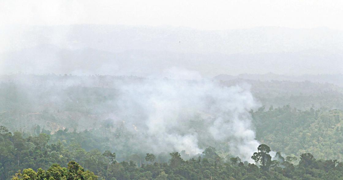 Polisi Diminta Tangkap Pelaku Pembakaran Hutan