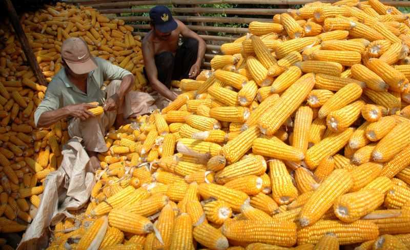 Potensi 'Over Stok' Jagung Capai 2,85 Juta Ton