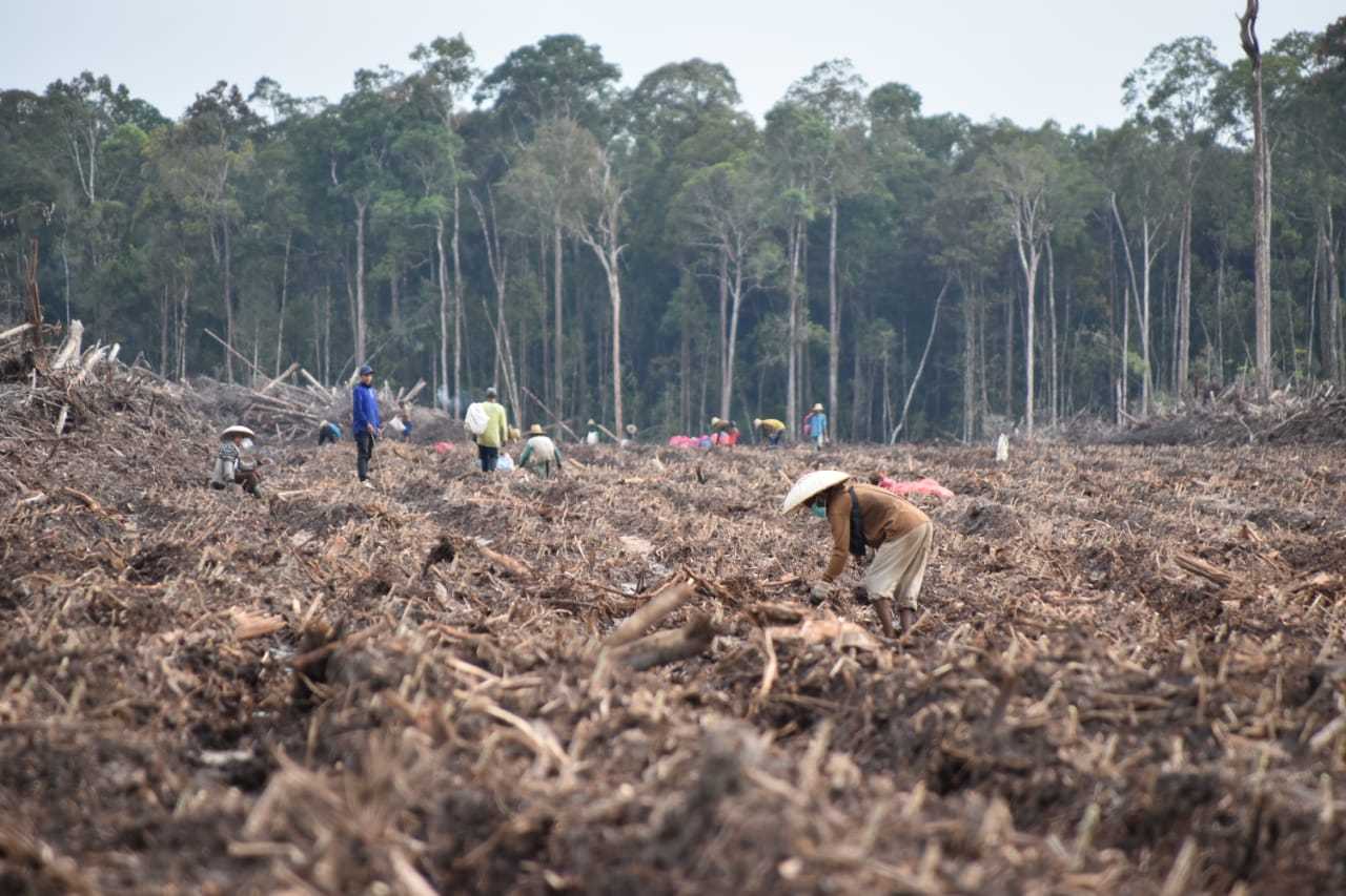 Program 'Food Estate' Singkong Gagal