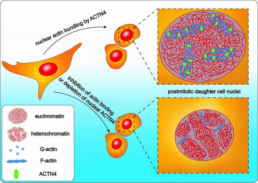Protein Aktin Sebabkan Penyebaran Kanker ke Organ Lain
