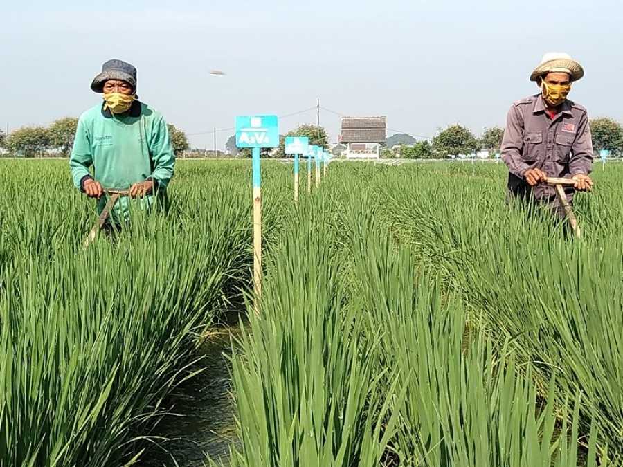 Rata-rata Upah Petani Hanya Rp 52 Ribu Per Hari, Anak Muda Mana yang Mau Jadi Petani?