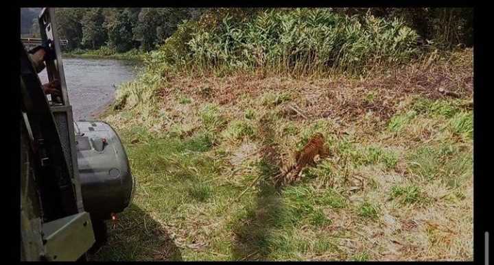 Saat Heli Super Puma TNI Antar Seekor Harimau ke Habitatnya