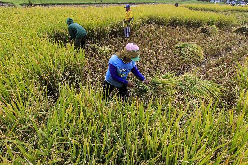 Saatnya Beralih ke Praktik Pertanian yang Berkelanjutan dan Adaptif