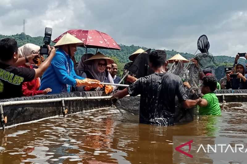 Sangat Menjanjikan, Budidaya Udang Vaname Peluang Tingkatkan Perekonomian Masyarakat