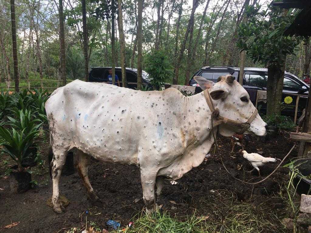 Sapi Ini Kasihan Sekali, Penyakit dari Luar yang Sudah Masuk ke Indonesia Lewat Riau