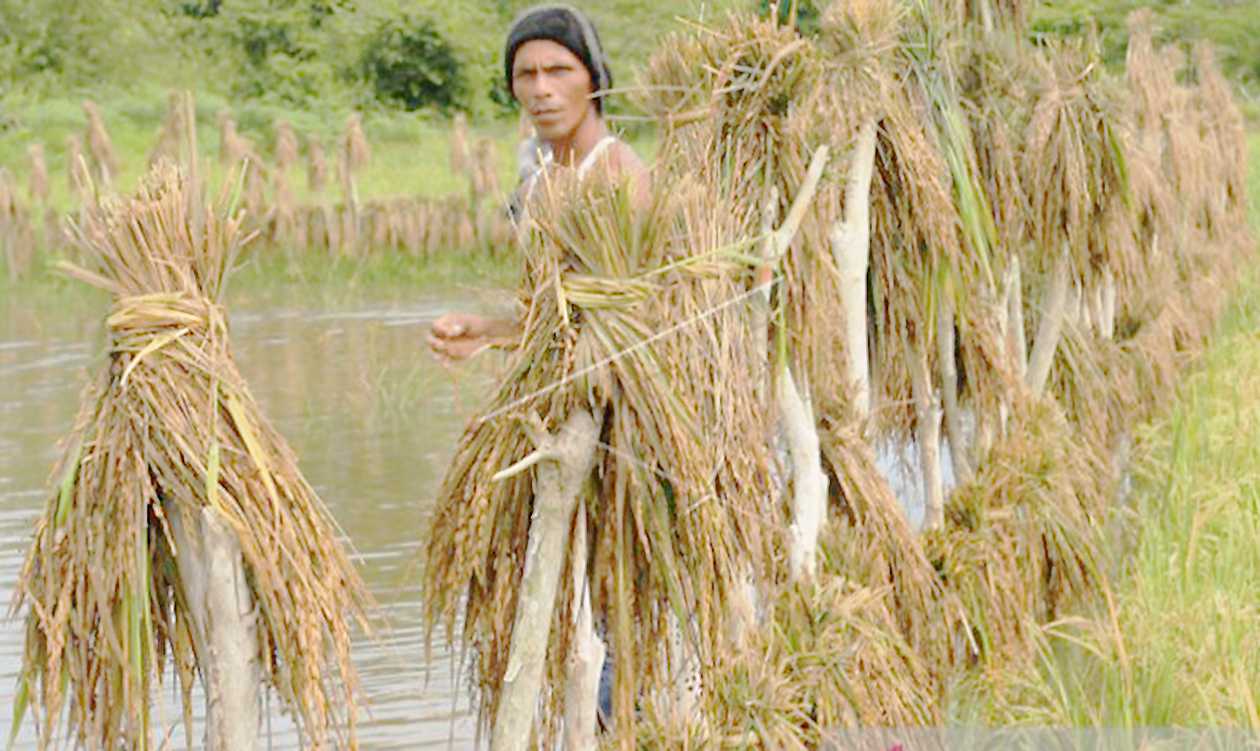 Sawah Rusak Akibat Banjir di Aceh Didata Distanbun