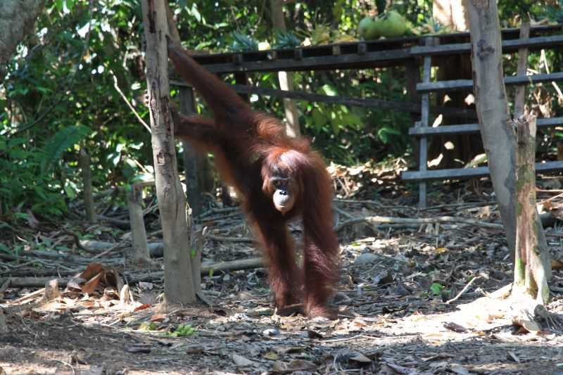 Sebanyak 300 Orang Utan Tunggu pelepasliaran