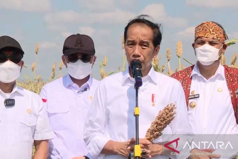 Sedia Payung Sebelum Hujan, Presiden Tinjau Panen Sorgum Sebagai Alternatif Hadapi Krisis Pangan