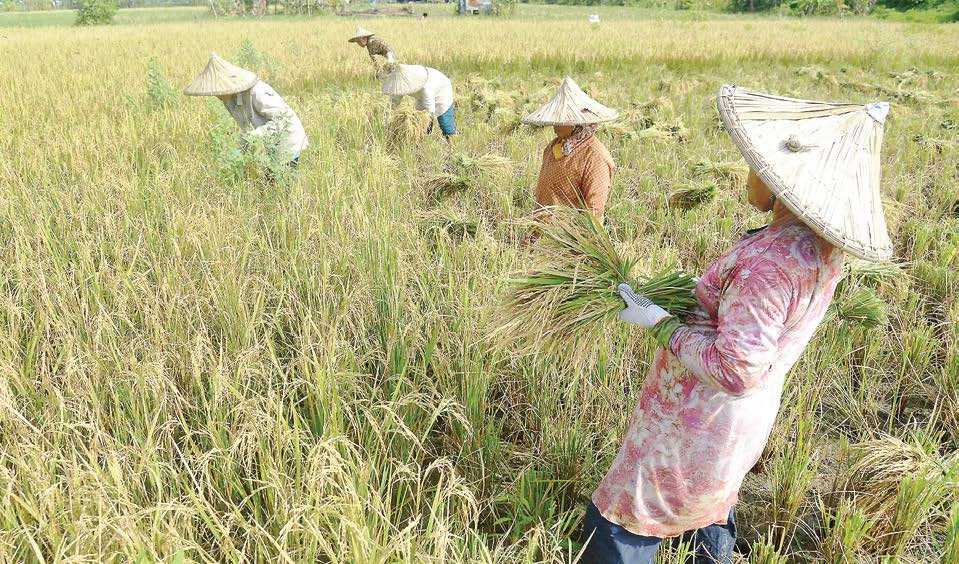 Sektor Pertanian Berkontribusi Besar Dorong Laju Ekonomi