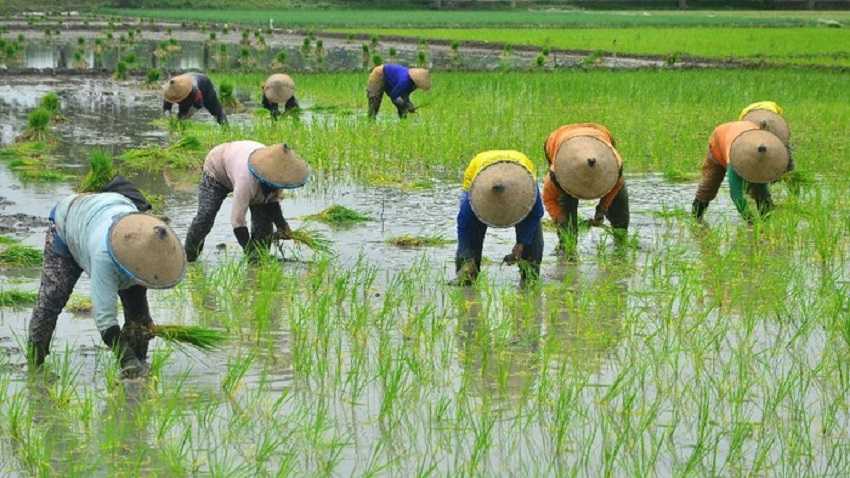 Sektor Pertanian Rentan terhadap Perubahan Iklim