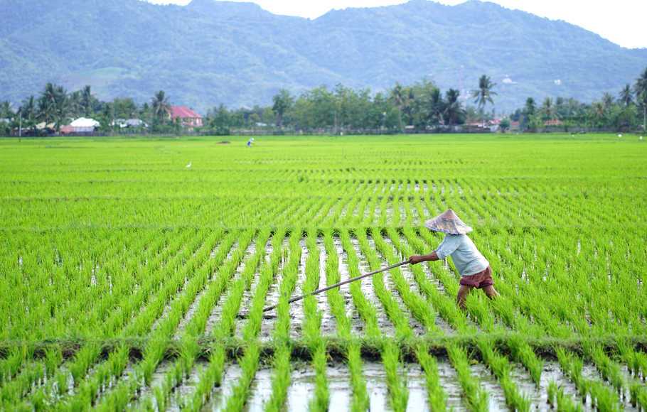 Sensus Pertanian 2023 untuk Petakan Lahan Petani