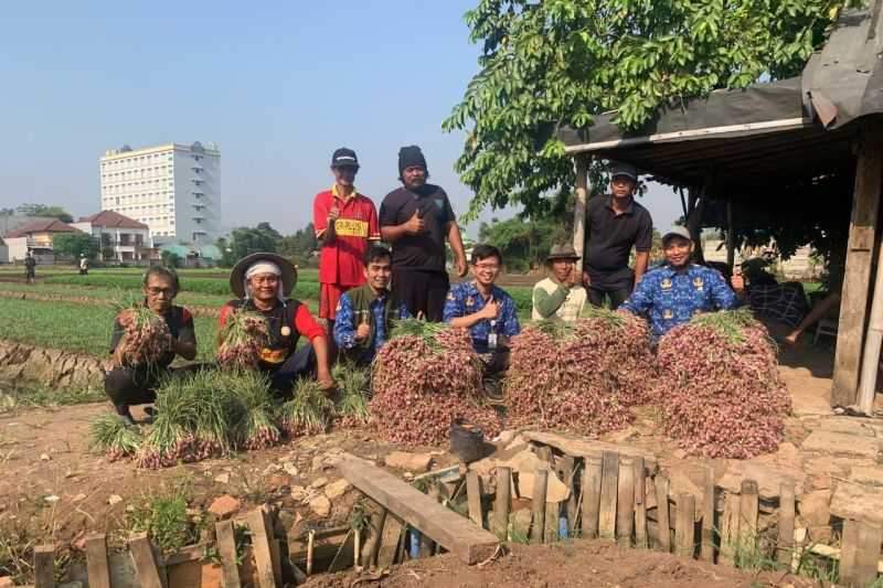 Seorang Petani Tangerang Panen Brambang