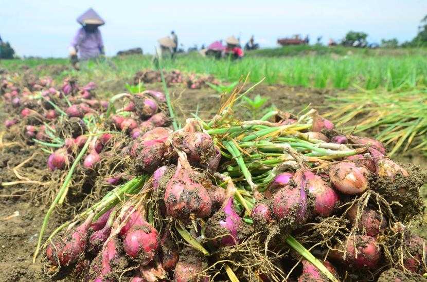 Sistem Logistik Pangan Perlu Diperbaiki