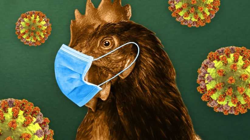 Situasi Flu Burung Mengkhawatirkan, WHO Bekerja Sama dengan Kamboja