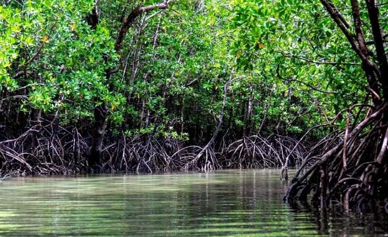 Studi: Separuh Ekosistem Mangrove di Dunia Terancam Rusak