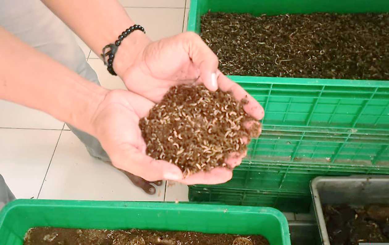 Sudin Lingkungan Hidup DKI Gunakan Maggot untuk Olah Sampah Organik