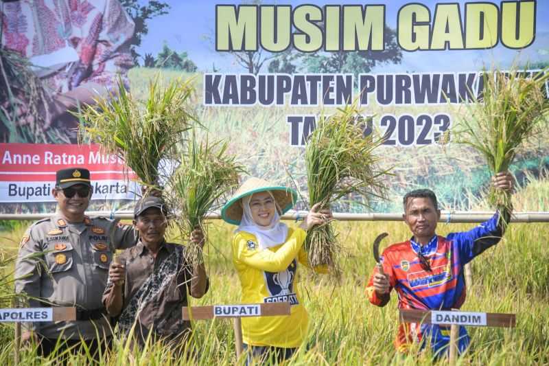 Surplus Beras, Panen Raya Musim Gadu di Purwakarta Menghasilkan 52.336 Ton Gabah