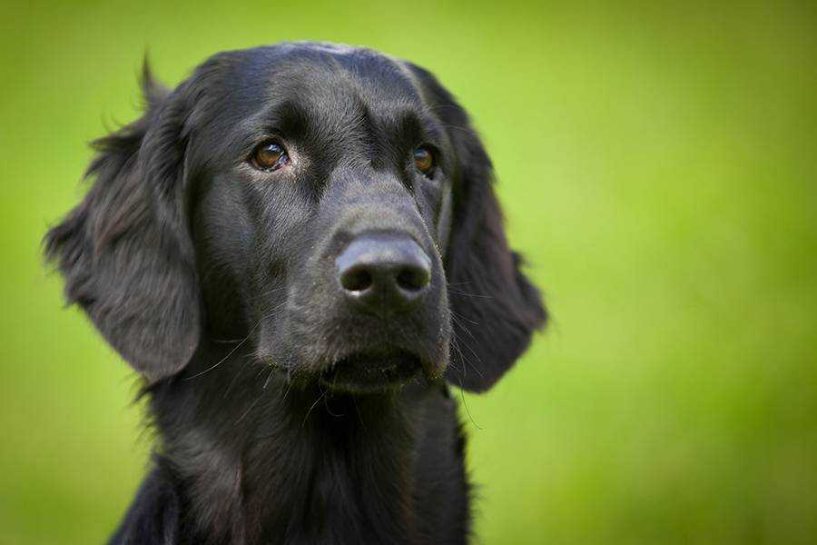 Tak Hanya Stres, Memelihara Anjing Sejak Kecil Mampu Kurangi Risiko Skizofrenia