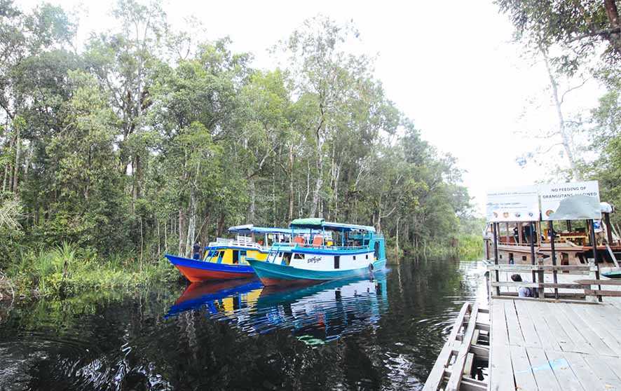 Taman Nasional Tanjung Puting, Pengalaman Petualangan Ala Amazon di Selatan Kalimantan