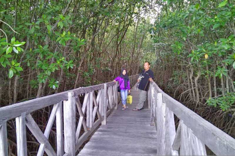 Taman Wisata Mangrove Desa Tongke-Tongke Andalan Sulsel
