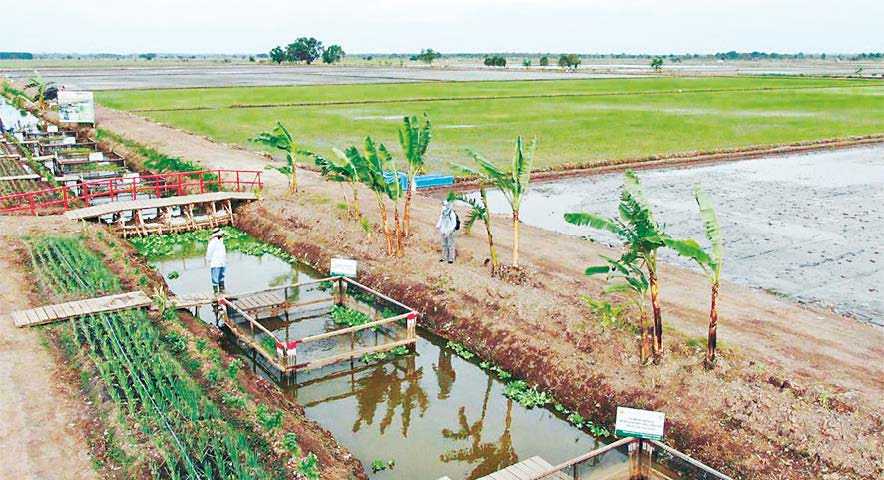 Tambahan Luas Lahan Belum Seiring dengan Kesejahteraan Petani