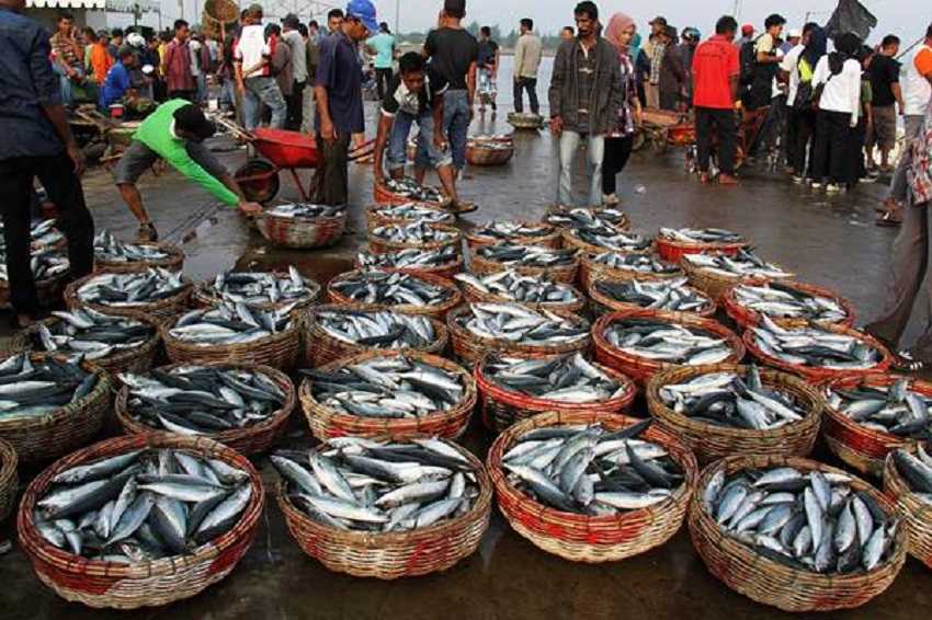 Target Lumbung Ikan Nasional Rp3,71 Triliun Mesti Diikuti Inovasi