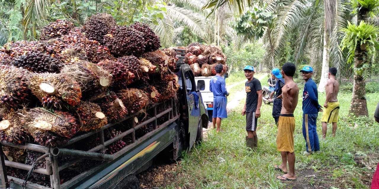 Ternyata Petani Kelapa Sawit Tak Ikut Dapat Untung dengan Meroketnya Harga Minyak Goreng, Kok Bisa Ya?