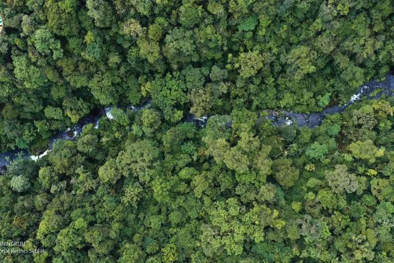 Terobosan Inovatif, NTT Group-ClimateForce Ciptakan Hutan Hujan Cerdas Pertama di Dunia