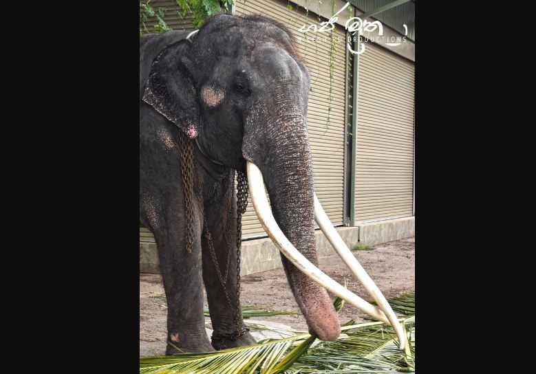 Thailand Geram, Gajah Pemberiannya Diperlakukan Buruk di Sri Lanka
