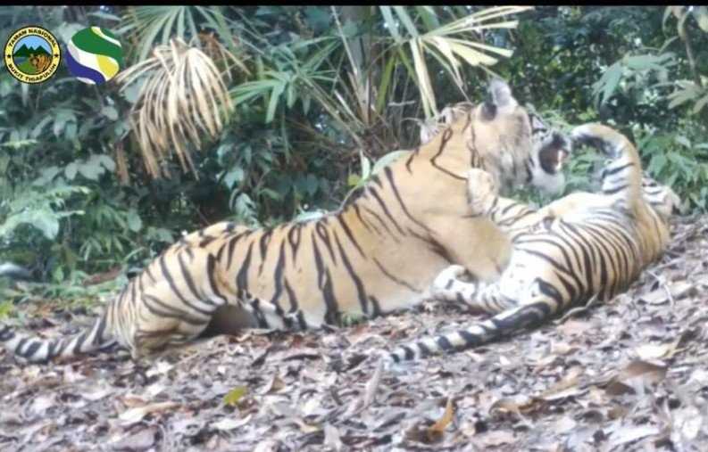 Tiga Harimau Sumatera Terlihat di Taman Nasional Bukit Tiga Puluh