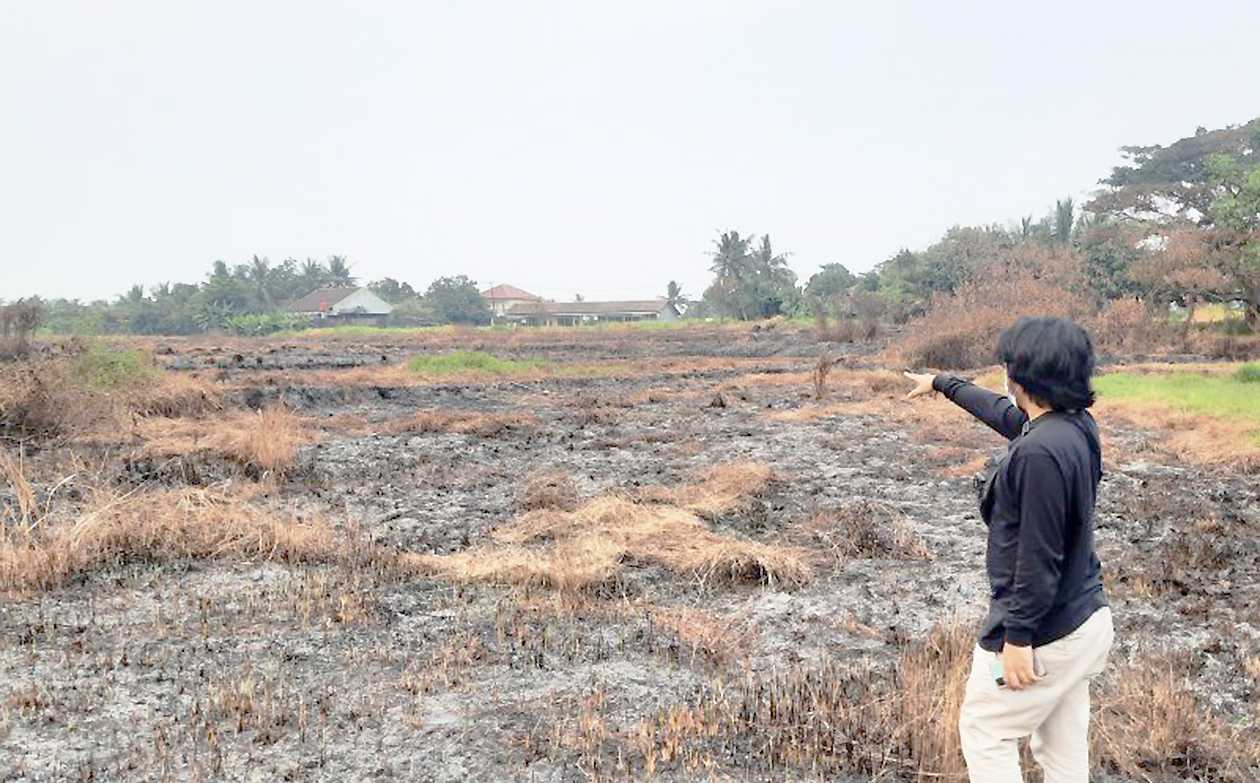 Tiga Hektar Sawah Terbakar di Kabupaten Tangerang