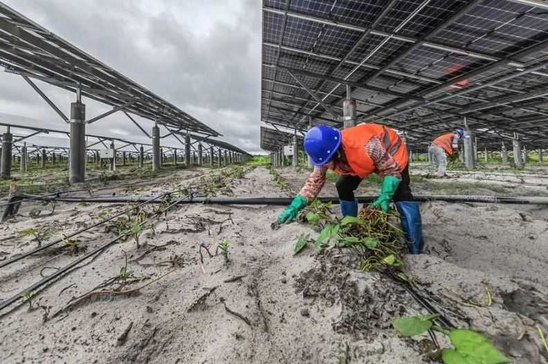 Tiongkok Padukan Ladang Energi Surya dengan Lahan Pertanian