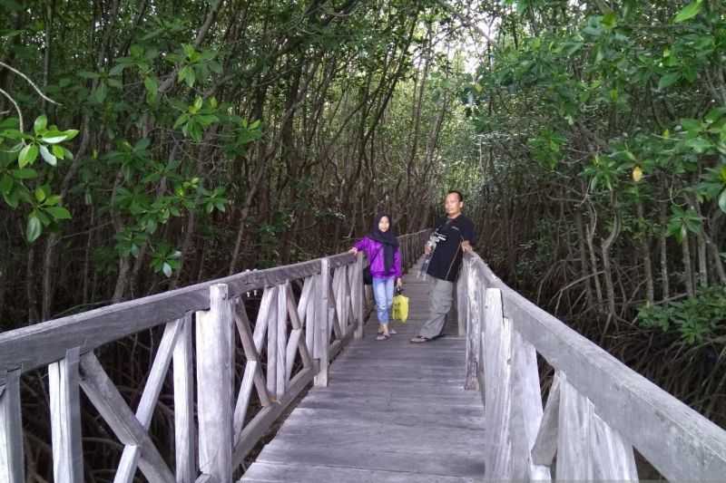 Tongke-Tongke Jadi Taman Wisata Mangrove Andalan Sulsel