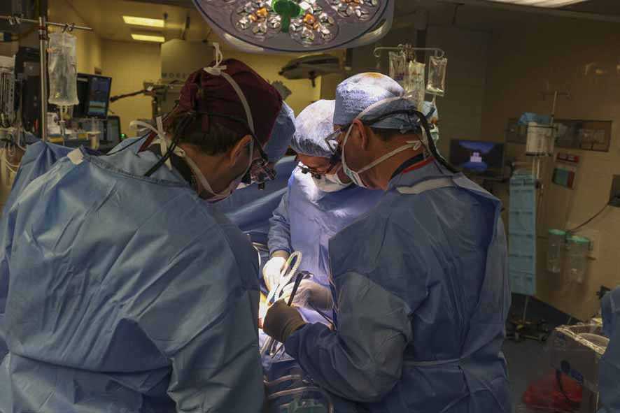 Transplantasi Ginjal Babi Pertama Berhasil Dilakukan